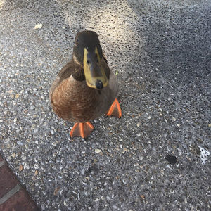 Meet your Posher, Dee